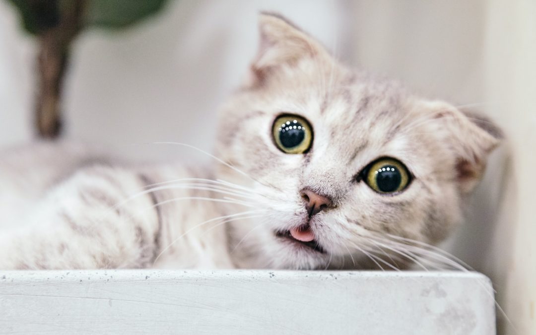 Understanding Cat Ear Cleaning & Cat Ear Wax