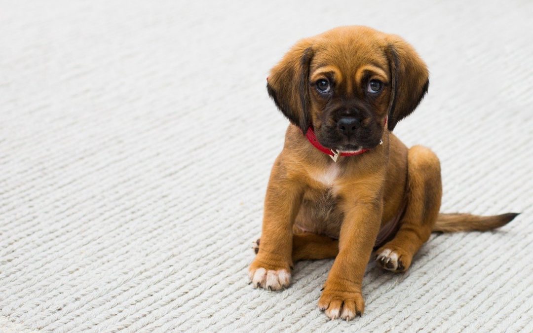 will spaying change my dog