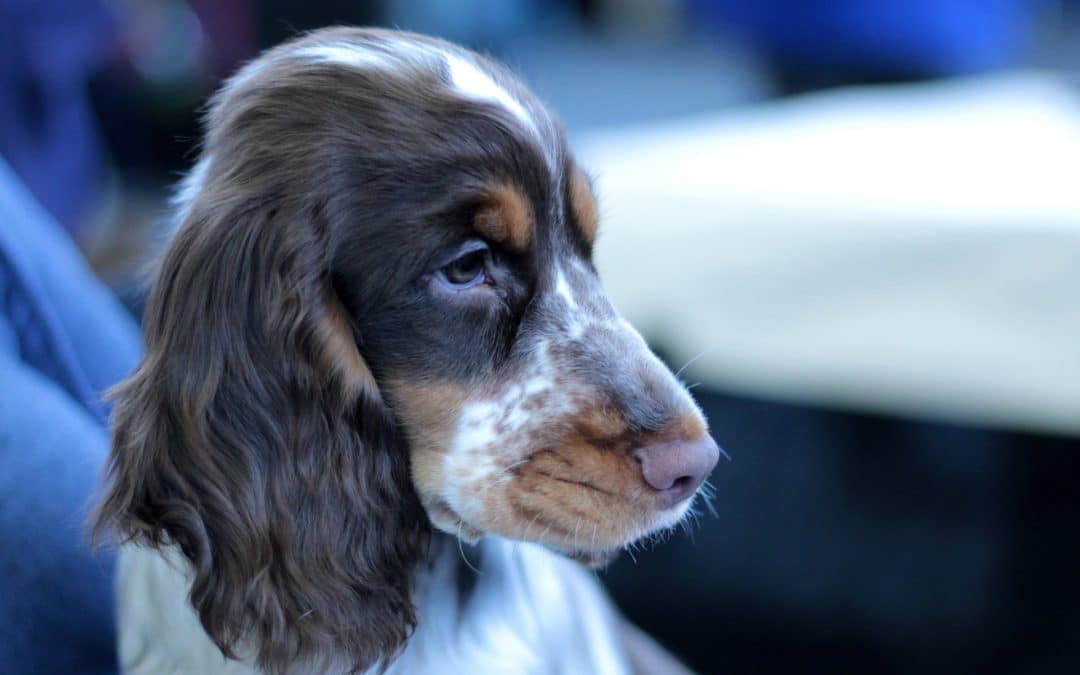 Zepp Operation in Dogs: Lateral Ear Canal Resection