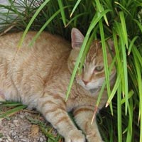 Gilbert Animal Clinic | Calming Pet Allergies