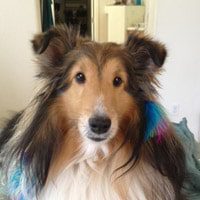Pet Hotels: What Your Pet Wants