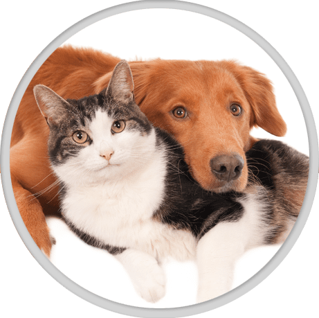 veterinarian in gilbert; dog-cat nuzzling against each other