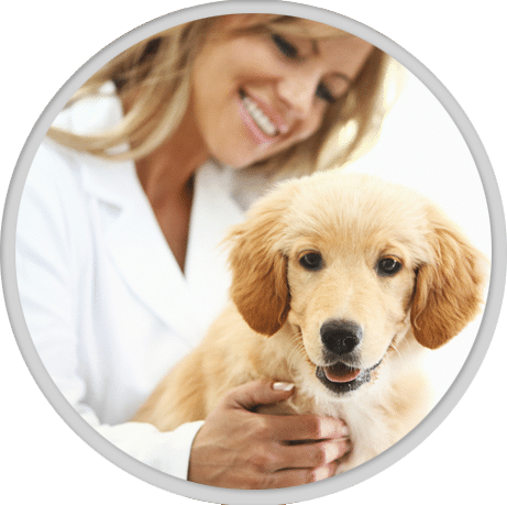veterinarian in gilbert; dog-smilevet - vet fusses over smiling dog