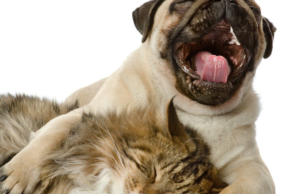 What to Tell Your Pet Sitter or Boarder Before You Go