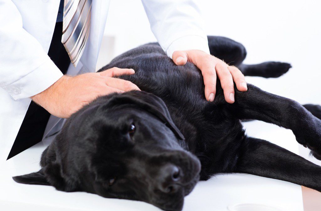 animal hosptial - dog being checked by a vet