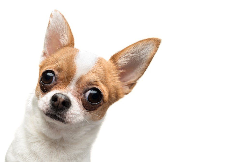 dog kennels - wide-eyed dog's face