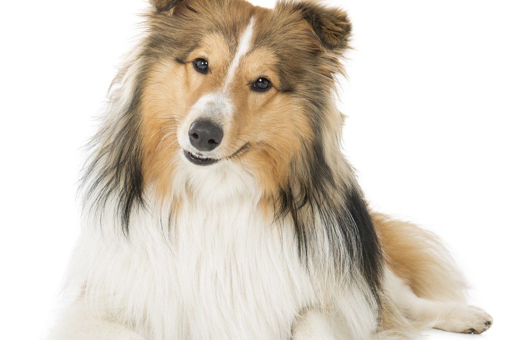 dogs are part of the family, and they know it