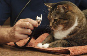 veterinarian gilbert