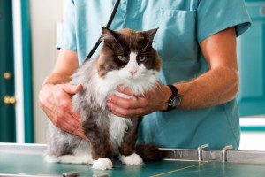 Gilbert vet