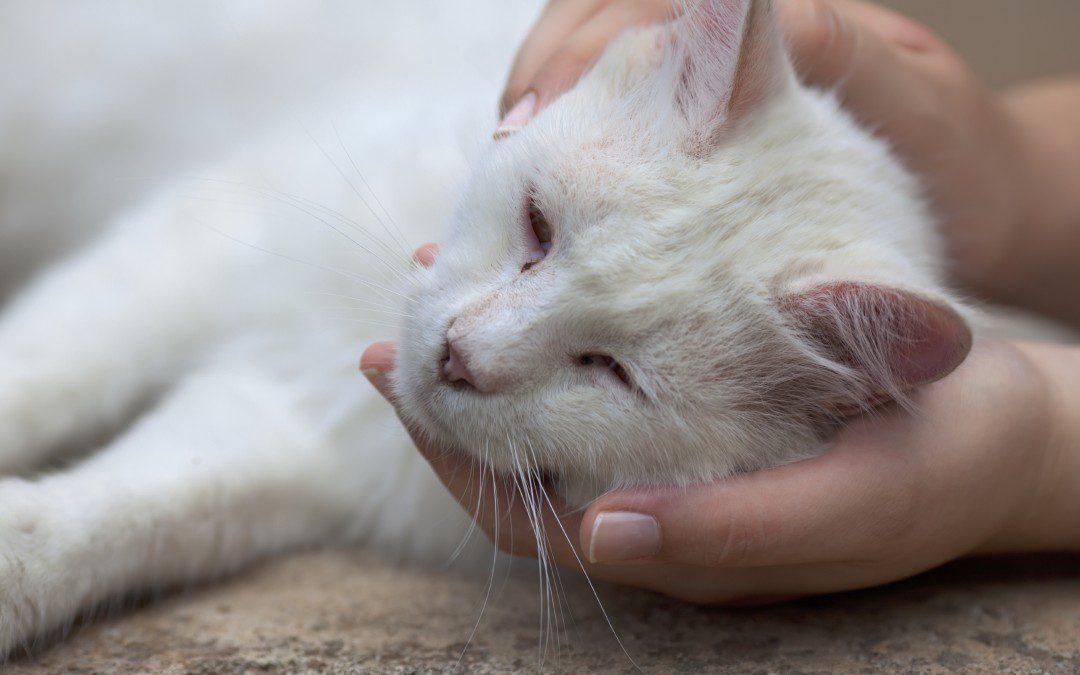 injured cat