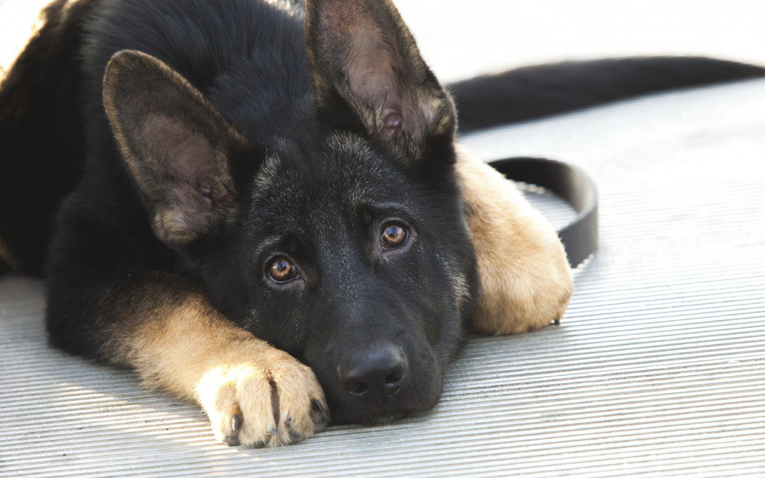 neutering - dog lying down