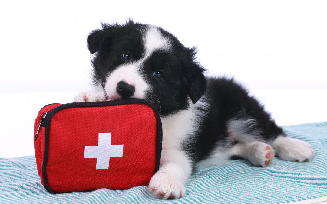 veterinary medicine