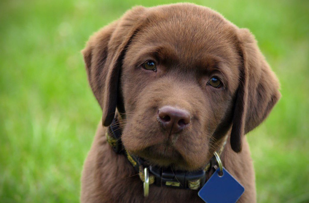 Gilbert Dog Boarding