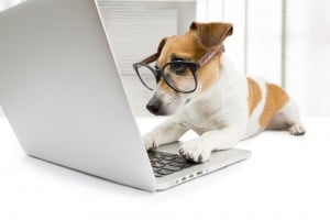 pet hotels