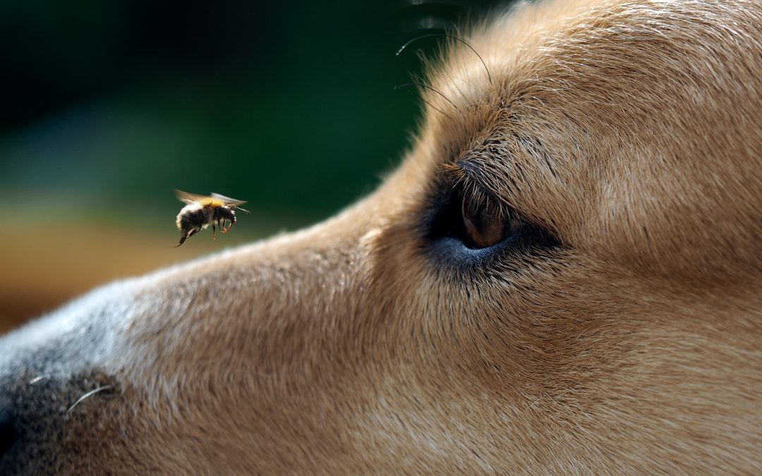 closeup of insect above a dog's nose