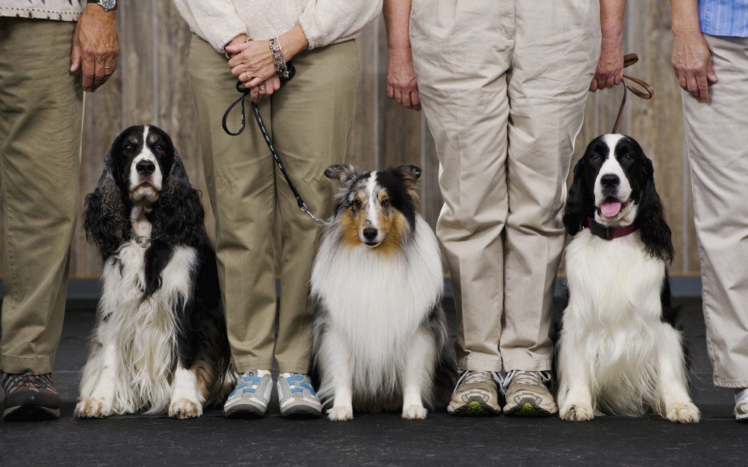 Vets Office | Best in Show