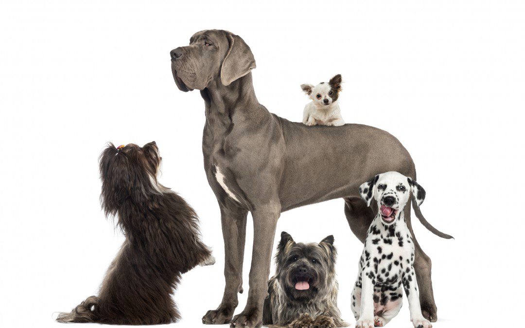 veterinary care - Group of dogs