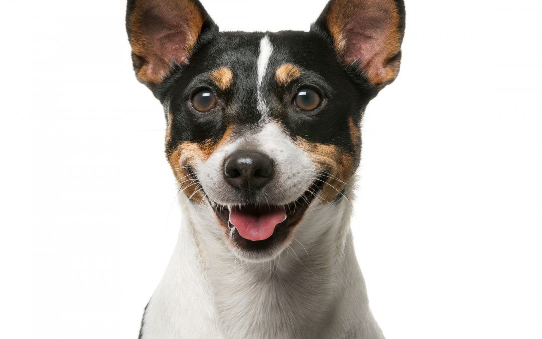Rabies Shots | Required for Licensing