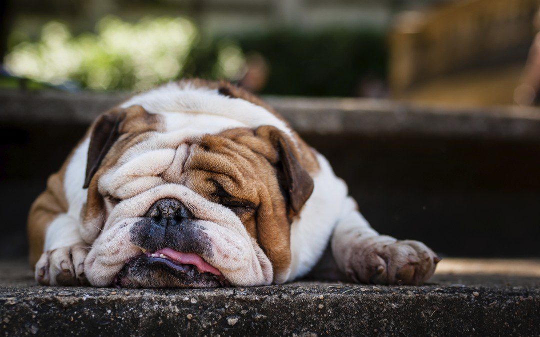 pet health - bulldog lazing around