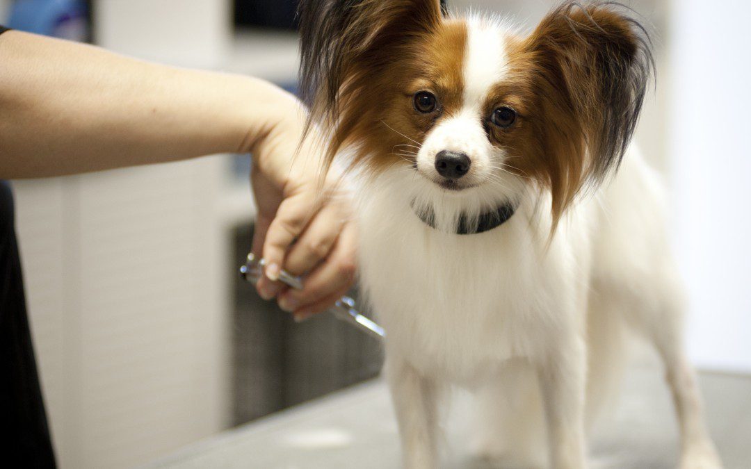 veterinary care
