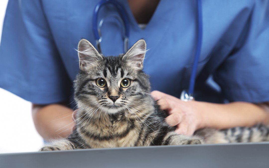 cat exam