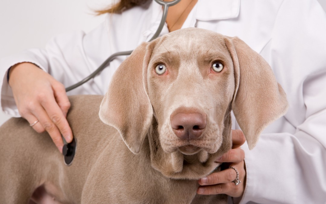 Vaccinations, Urgent Care, and Other Veterinary Services in Gilbert