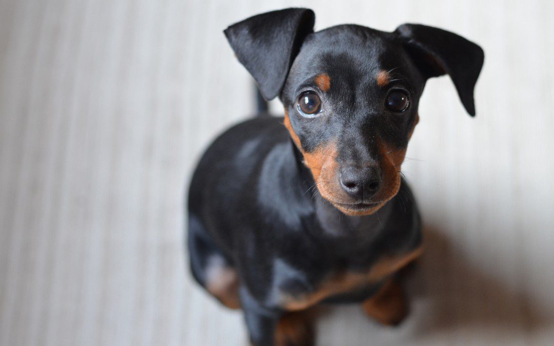 Scheduling Dog Vaccinations