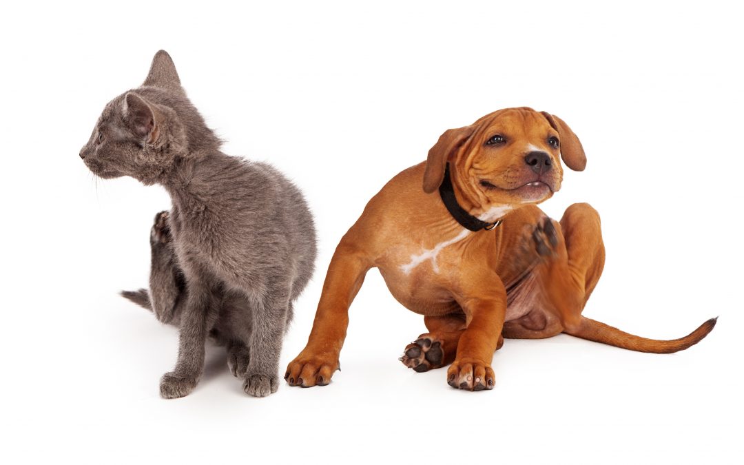 dog and cat scratching neck with leg
