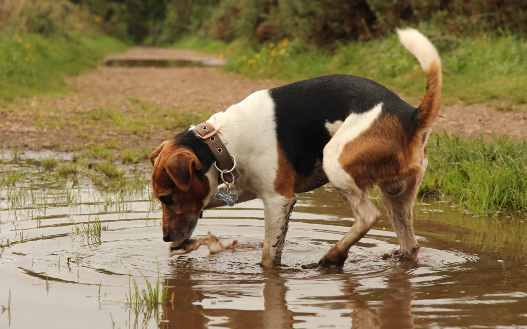 What You Should Know About Leptospirosis