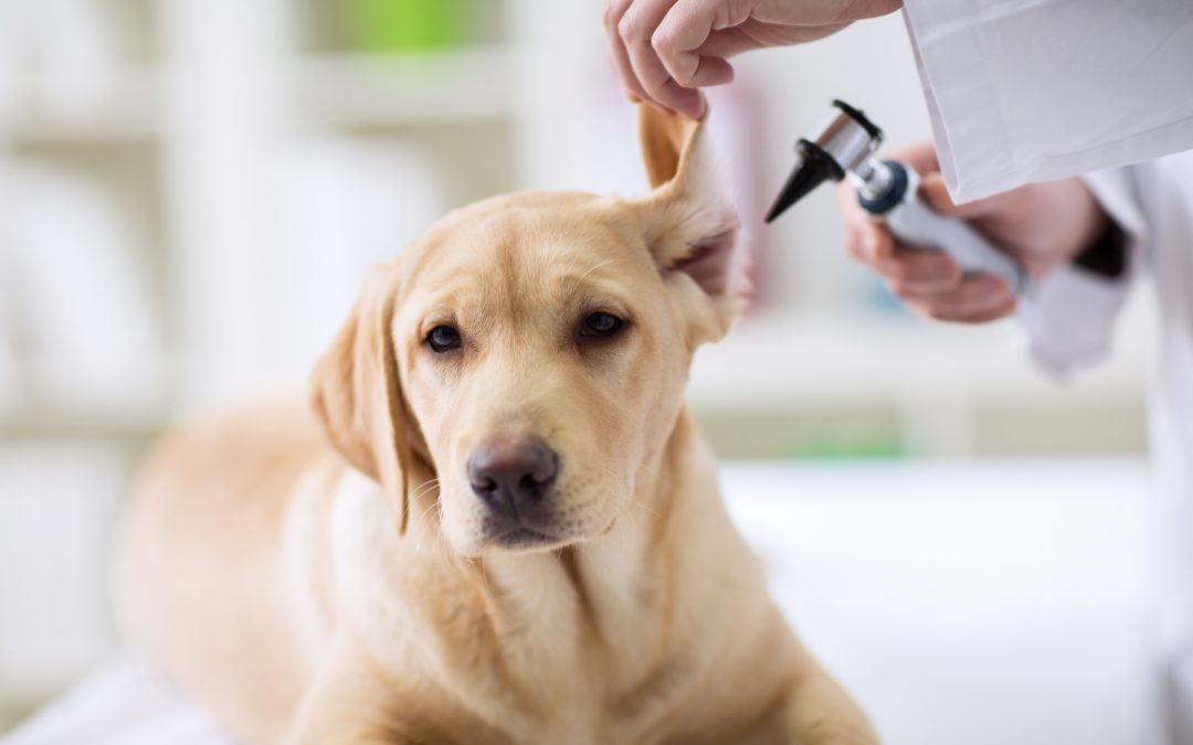 vet checking a dog's ear