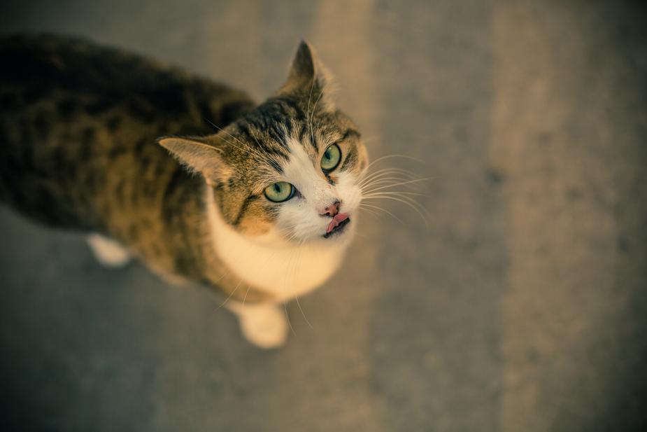 Pet Vaccinations: What to Expect