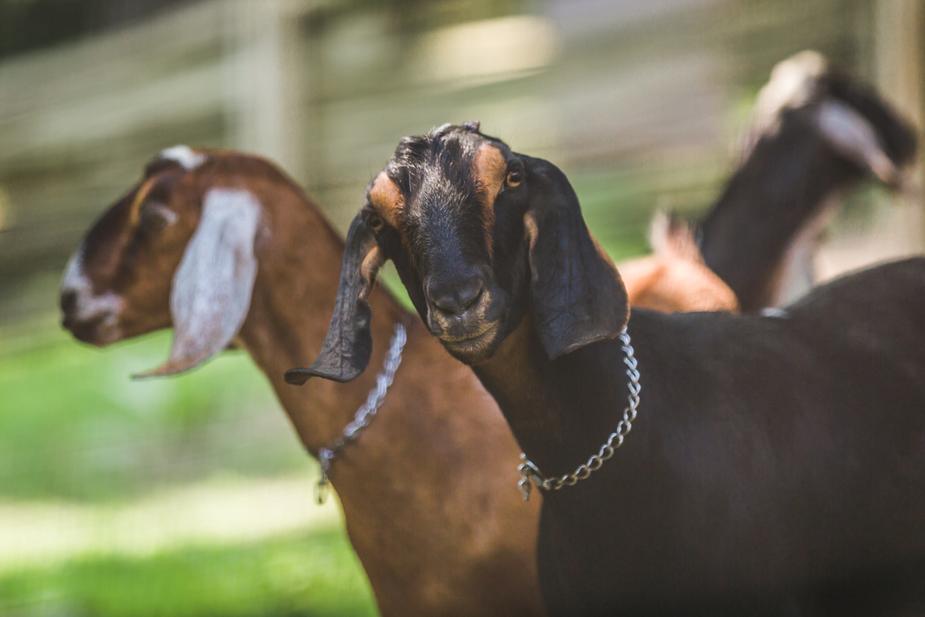 Goat Yoga & Animal Therapy