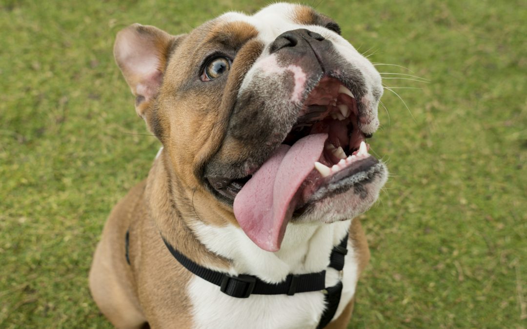 dog on ground, looks up expectantly with tongue hanging outside