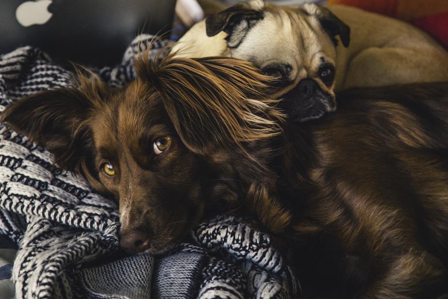 Is Pet Insurance Right For Me?