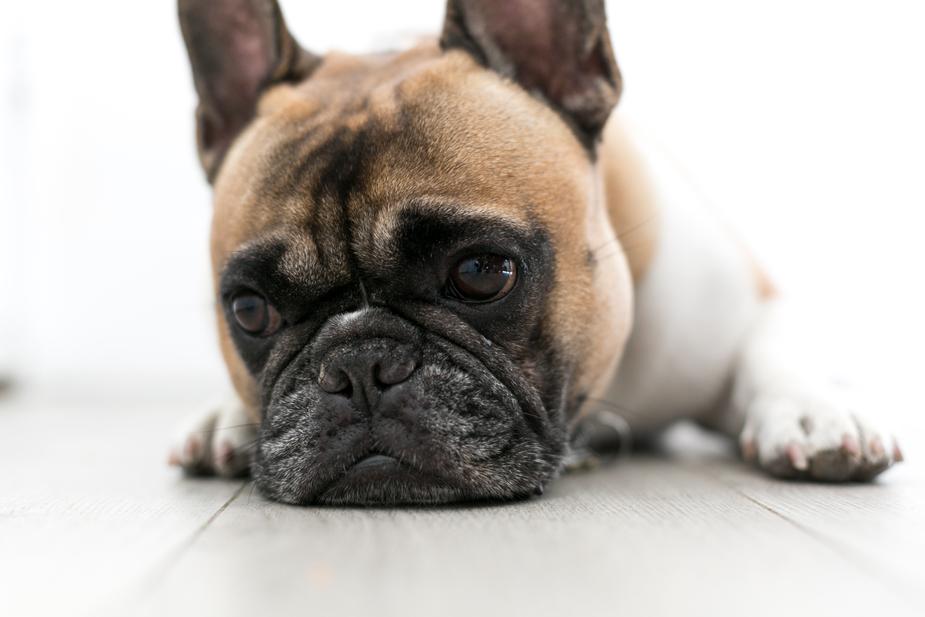 Chandler Pet Owners – Is My Dog Dehydrated?