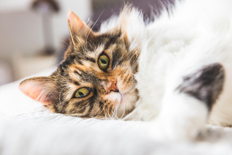 general cat care - cat with bewildered expression