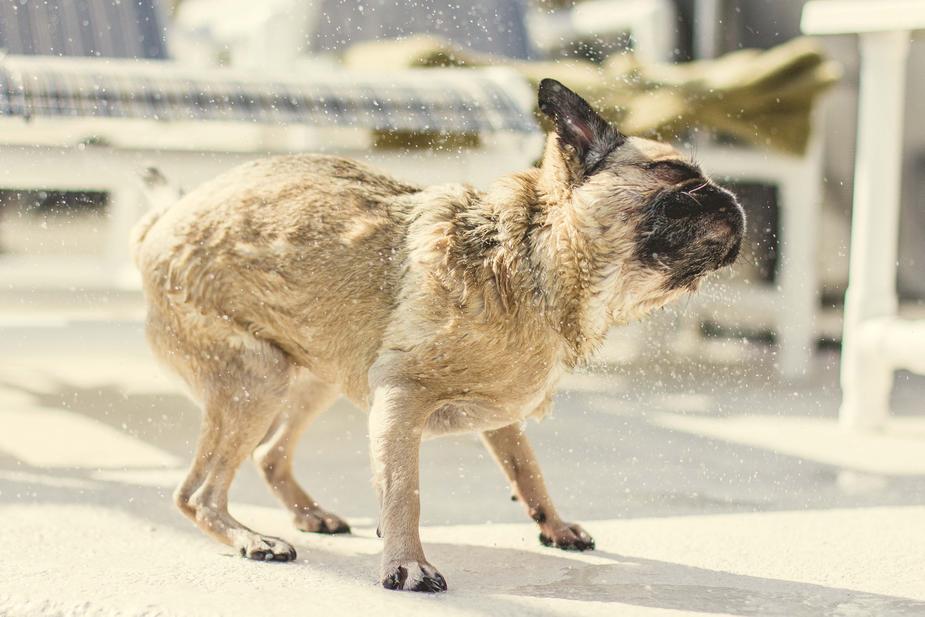 Keep Your Dog Cool In The Arizona Summer