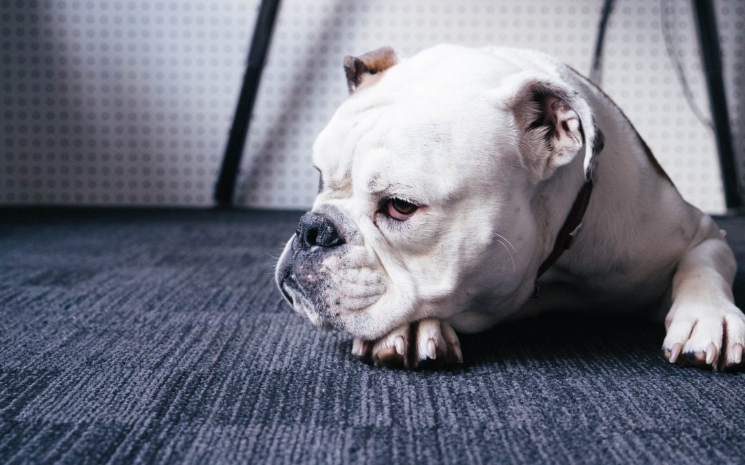 your local veterinary clinic - glum dog with head resting on paw