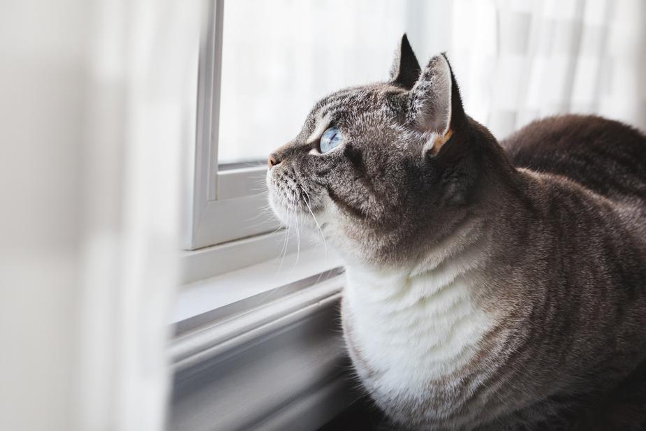 Choosing the Right Litter for Your Cat’s Litter Box