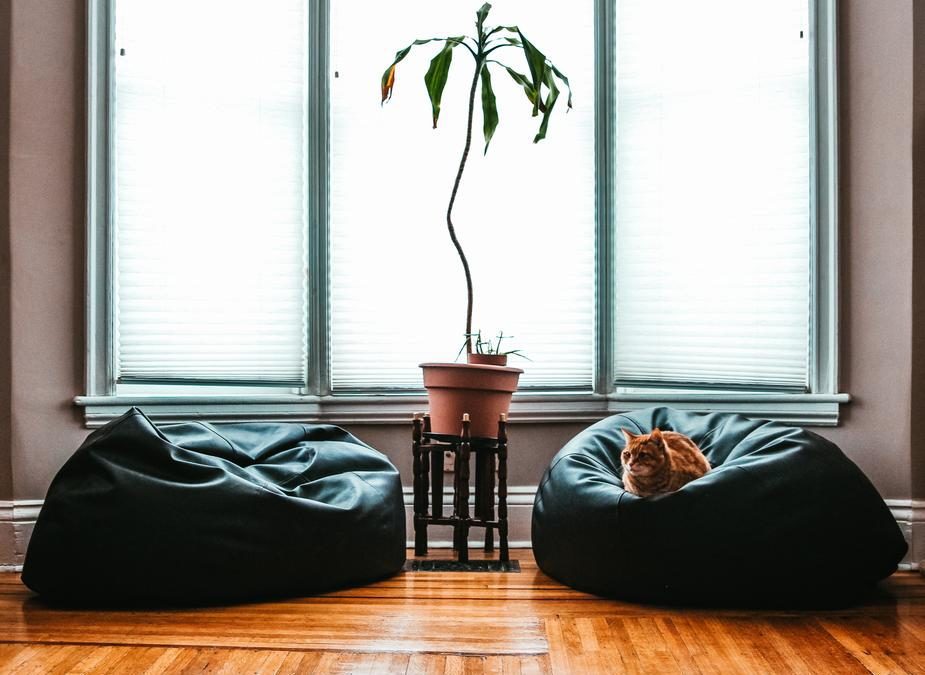 pet friendly plants