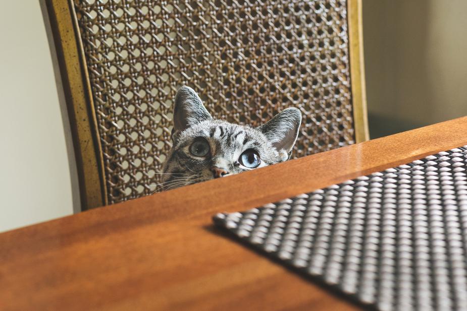 Are You Practicing Proper Pet Care Hygiene?
