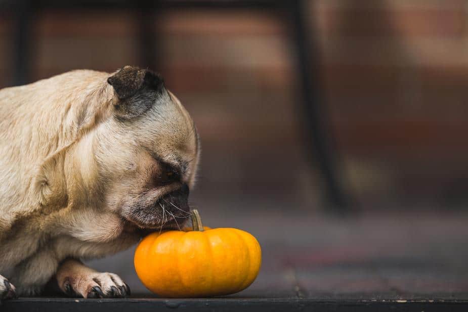 Pancreatitis in Dogs and The Holiday Season