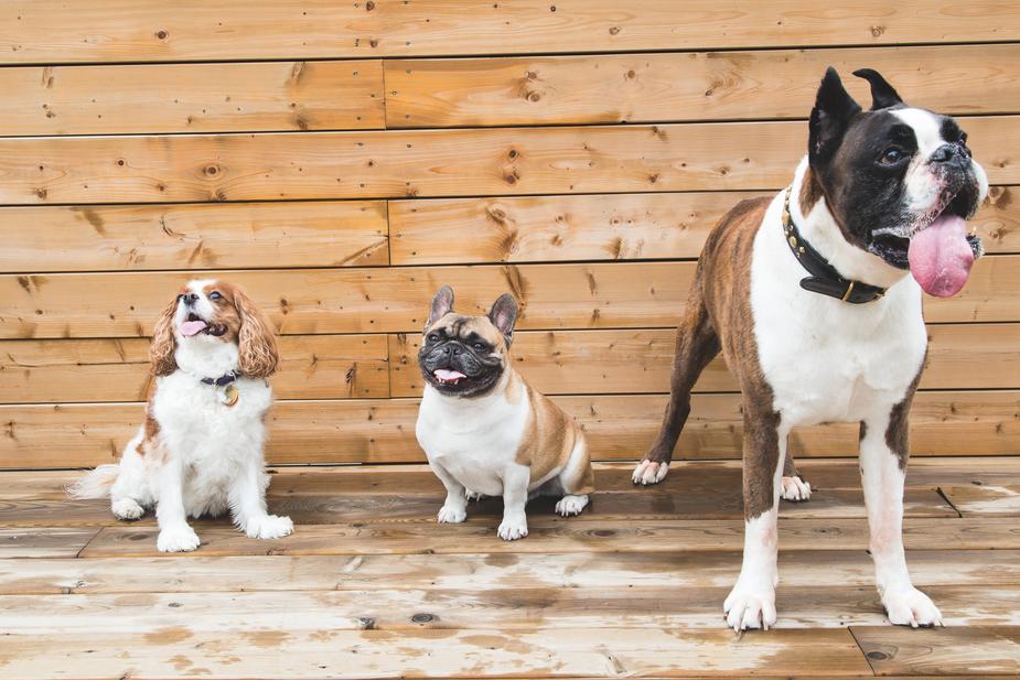 Most Luxurious Pet Resorts in the U.S.