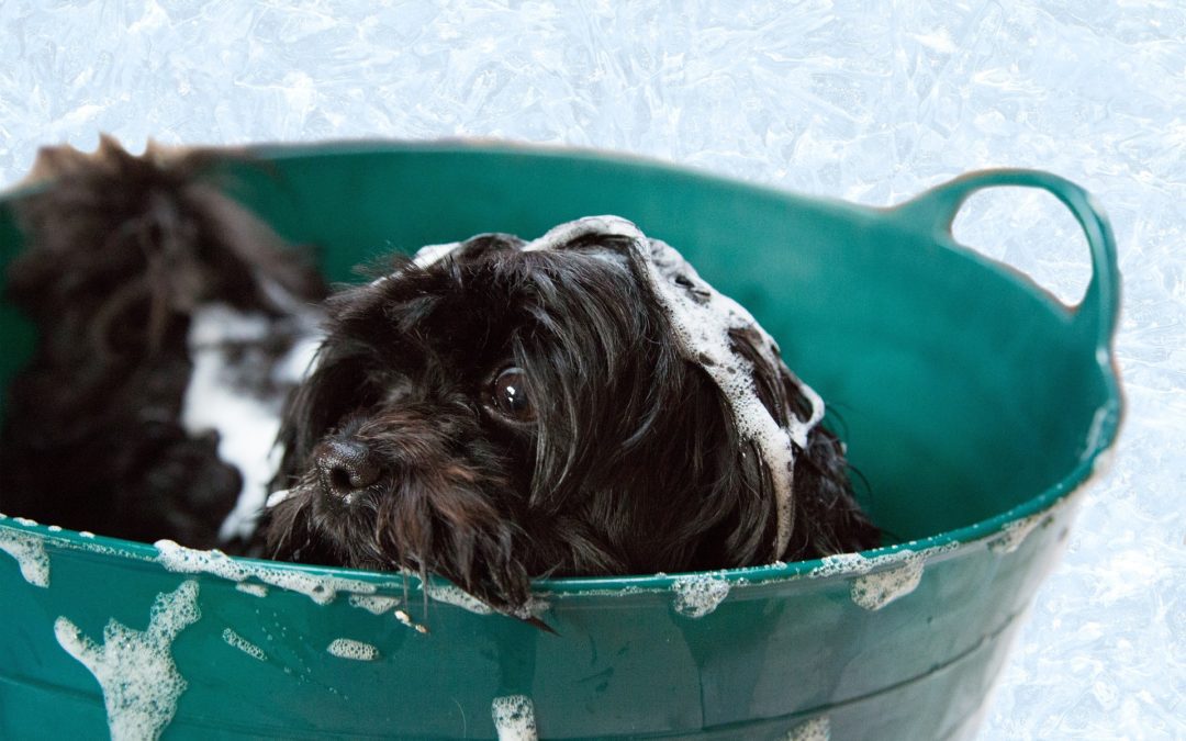 How Often Should You Bathe Your Dog?