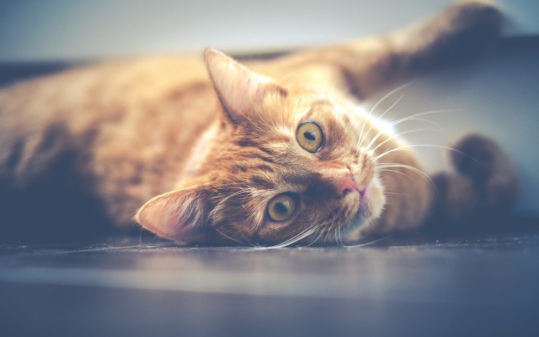 Urinating Outside the Litter Box