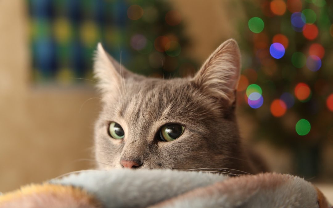 keeping pets healthy over the holidays