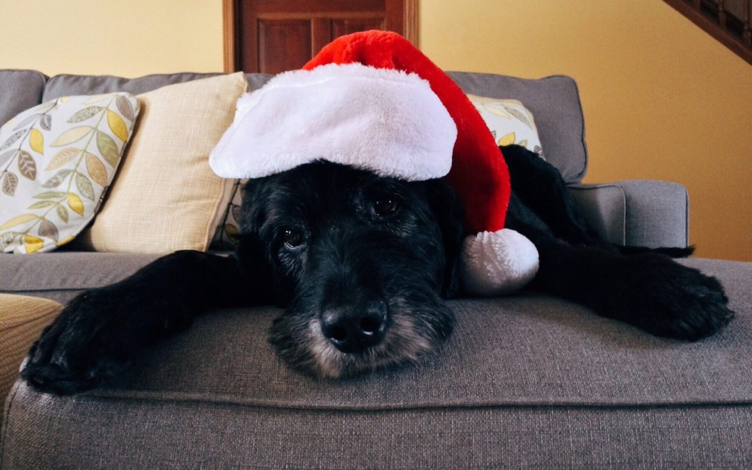 keeping pets healthy over the holidays