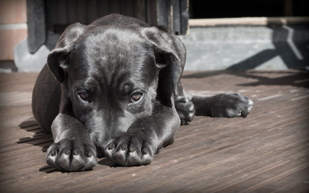 Understanding Hypothyroidism in Dogs