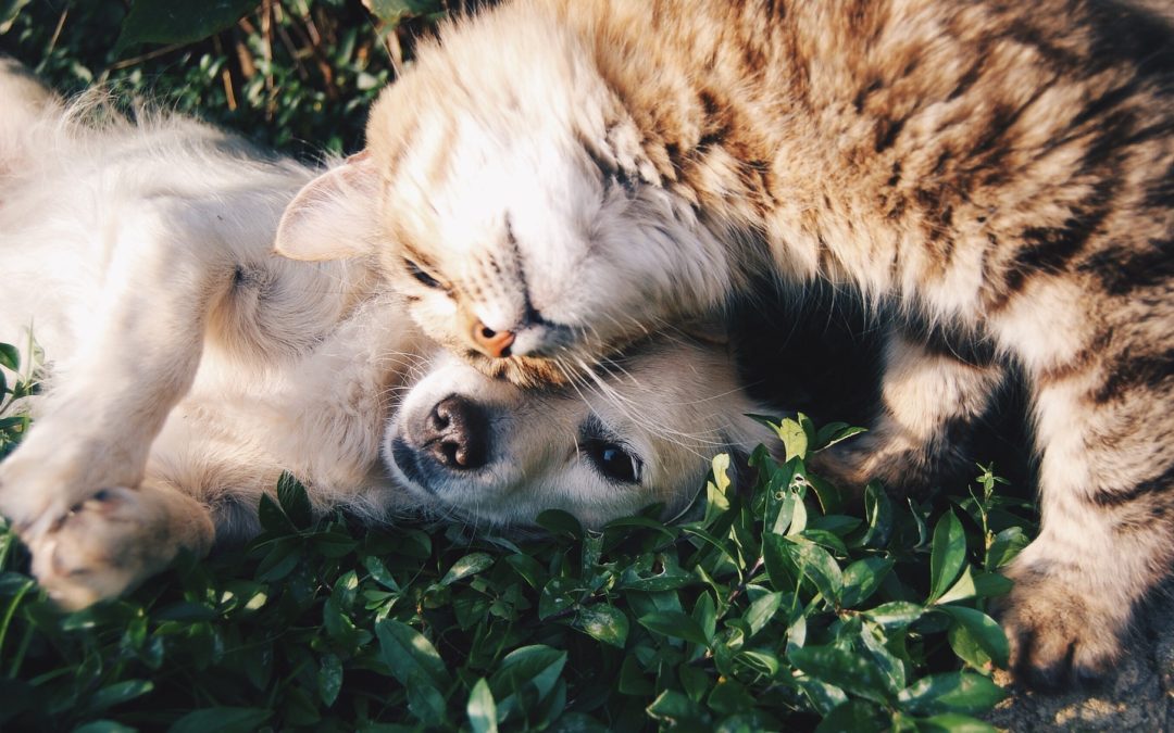dental care for pets in gilbert