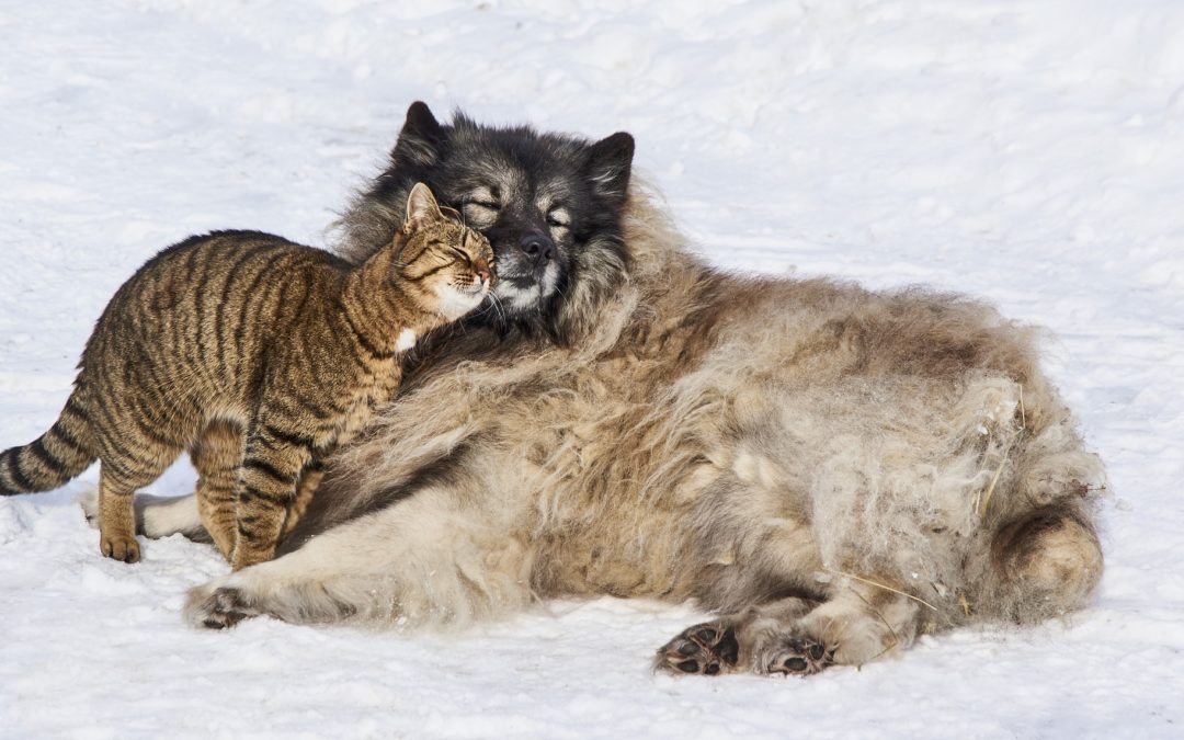 Having Pets Can Protect Your Heart Health